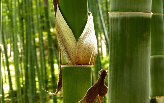 Bamboo Toothbrushes Best Option for Planet - Trinity College Dublin